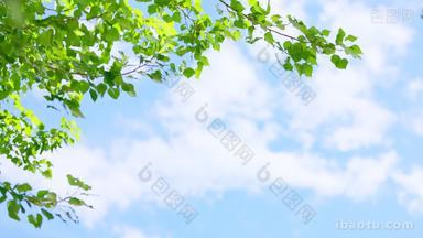 蓝天白云下被风吹动的桦树叶